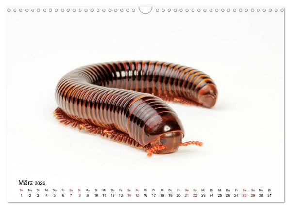 Produktbild: WIRBELLOS (Wandkalender 2026 DIN A3 quer), CALVENDO Monatskalender
