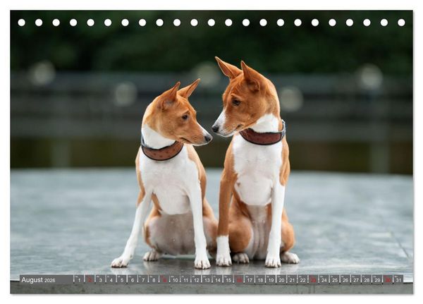 Produktbild: Der Basenji (Tischkalender 2026 DIN A5 quer), CALVENDO Monatskalender