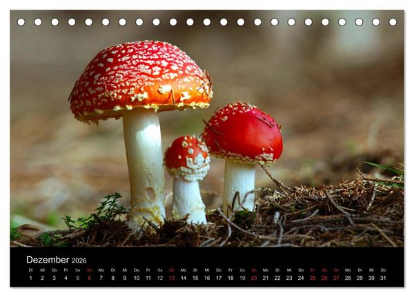 Produktbild: Pilze (Tischkalender 2026 DIN A5 quer), CALVENDO Monatskalender