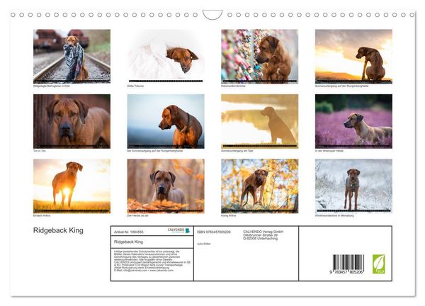 Produktbild: Ridgeback King (Wandkalender 2026 DIN A3 quer), CALVENDO Monatskalender