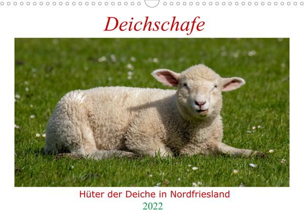Produktbild: Deichschafe (Wandkalender 2022 DIN A3 quer)