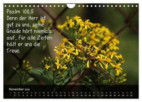 Produktbild: Sch&ouml;pfung im Licht (Wandkalender 2026 DIN A4 quer), CALVENDO Monatskalender