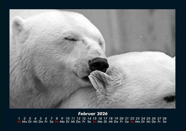 Produktbild: Eisb&auml;ren 2026 Fotokalender DIN A4