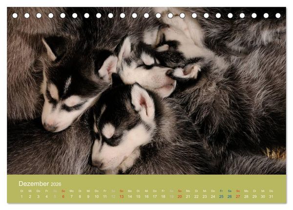 Produktbild: Husky Welpen (Tischkalender 2026 DIN A5 quer), CALVENDO Monatskalender
