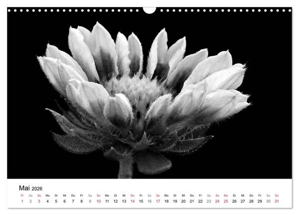 Produktbild: Blumen 2026, Schwarz-Wei&szlig; (Wandkalender 2026 DIN A3 quer), CALVENDO Monatskalender
