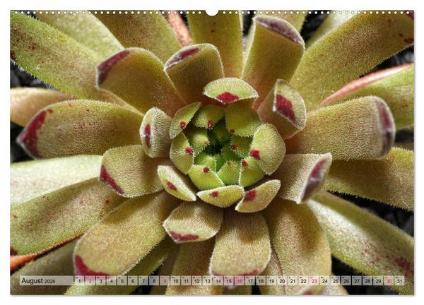 Produktbild: Sempervivum - Hauswurz (Wandkalender 2026 DIN A2 quer), CALVENDO Monatskalender