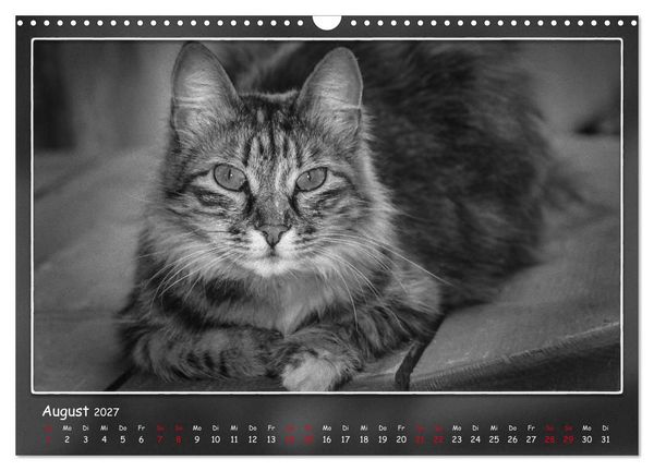 Produktbild: Tieren ins Gesicht geschaut (Wandkalender 2027 DIN A3 quer), CALVENDO Monatskalender