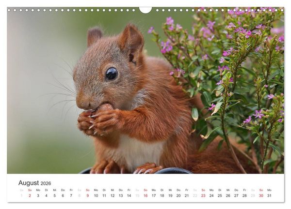 Produktbild: Eichh&ouml;rnchen Kinder (Wandkalender 2026 DIN A3 quer), CALVENDO Monatskalender