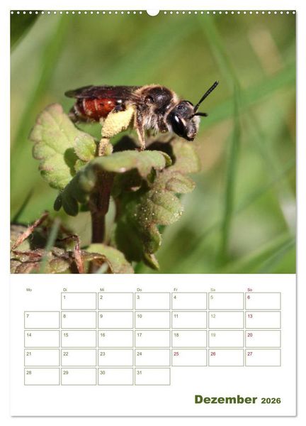 Produktbild: Wildbienen-Terminplaner 2026 (Wandkalender 2026 DIN A2 hoch), CALVENDO Monatskalender