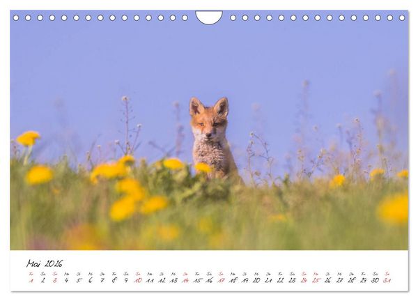Produktbild: Fuchs entdeckt - im Naturparadies der Mecklenburgischen Seenplatte (Wandkalender 2026 DIN A4 quer), CALVENDO Monatskalender