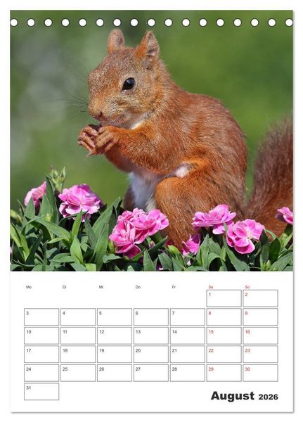 Produktbild: Eichh&ouml;rnchen Luna (Tischkalender 2026 DIN A5 hoch), CALVENDO Monatskalender