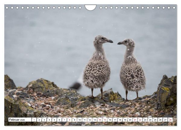 Produktbild: Faszination Antarktis (Wandkalender 2026 DIN A4 quer), CALVENDO Monatskalender