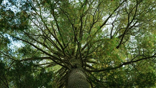 Produktbild: Plan B f&uuml;r die Erde - Wer rettet Mutter Natur?