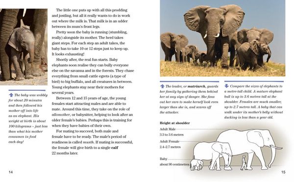 Produktbild: Face to Face with Elephants