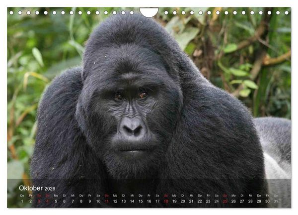 Produktbild: Menschenaffen. Gorillas, Schimpansen, Orang-Utans (Wandkalender 2026 DIN A4 quer), CALVENDO Monatskalender