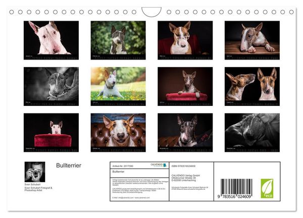 Produktbild: Bullterrier (Wandkalender 2026 DIN A4 quer), CALVENDO Monatskalender