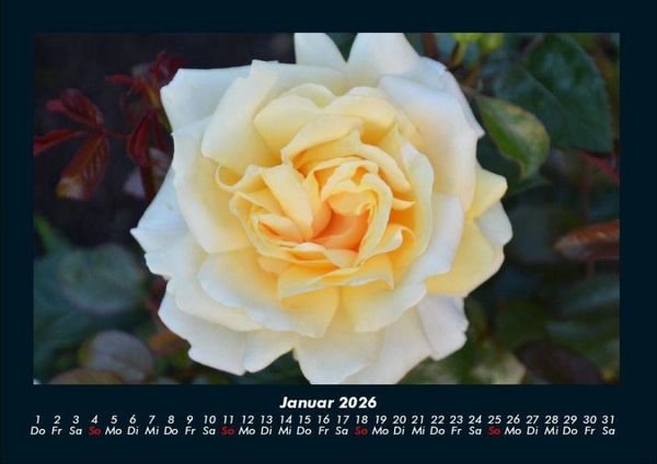 Produktbild: Blumenkalender 2026 Fotokalender DIN A4