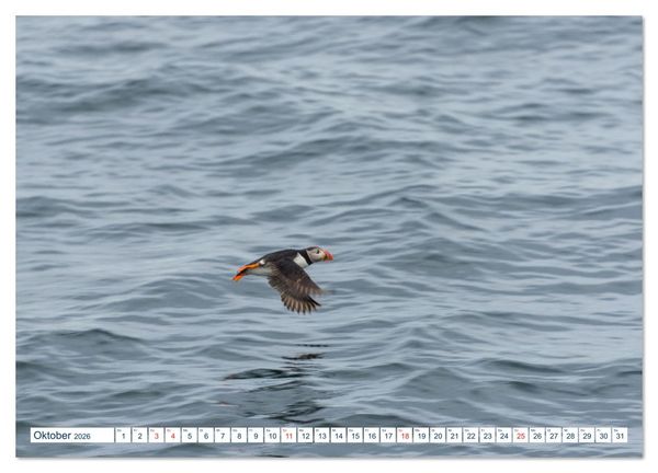 Produktbild: Lofoten Vester&aring;len (Wandkalender 2026 DIN A4 quer), CALVENDO Monatskalender