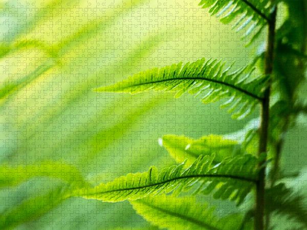 Produktbild: CALVENDO Puzzle Wurmfarn (Dryopteris filix-mas) | 1000 Teile Lege-Gr&ouml;&szlig;e 64x48cm Foto-Puzzle f&uuml;r gl&uuml;ckliche Stunden