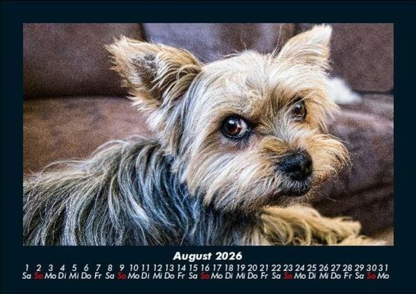 Produktbild: Hundezauber 2026 Fotokalender DIN A5