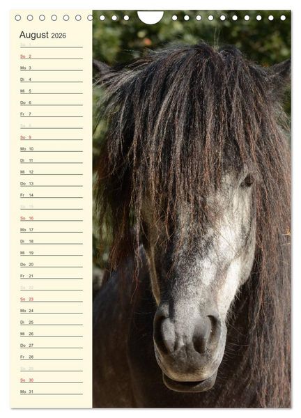 Produktbild: Islandpferde Geburtstagskalender (Wandkalender 2026 DIN A4 hoch), CALVENDO Monatskalender