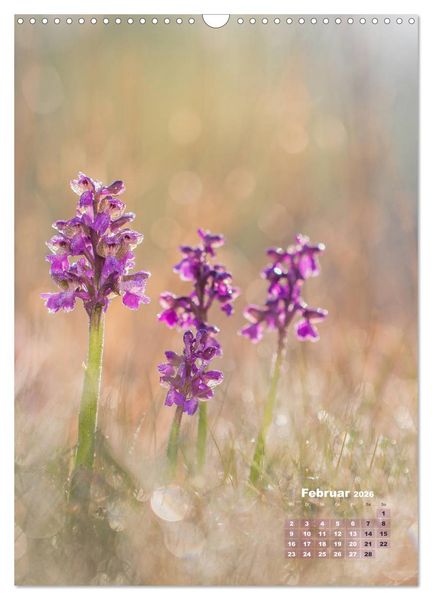 Produktbild: Orchideen in freier Wildbahn (Wandkalender 2026 DIN A3 hoch), CALVENDO Monatskalender