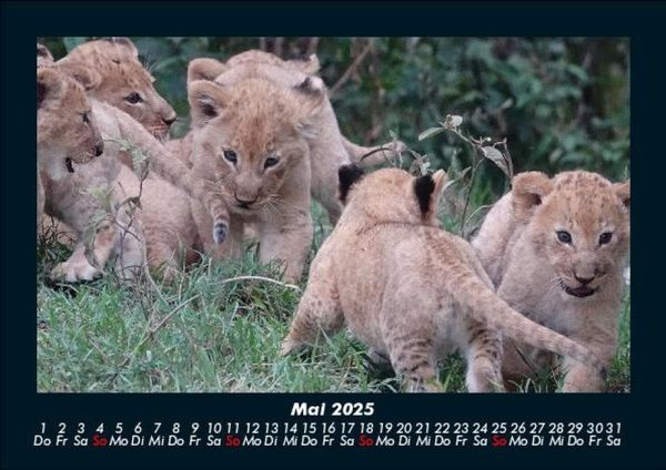 Produktbild: L&ouml;wen in der Wildnis 2025 Fotokalender DIN A5