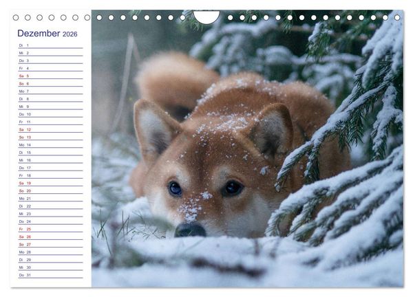 Produktbild: Japans Seelenhunde (Wandkalender 2026 DIN A4 quer), CALVENDO Monatskalender