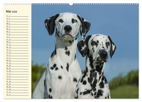 Produktbild: Auf den Punkt - Dalmatiner (hochwertiger Premium Wandkalender 2026 DIN A2 quer), Kunstdruck in Hochglanz
