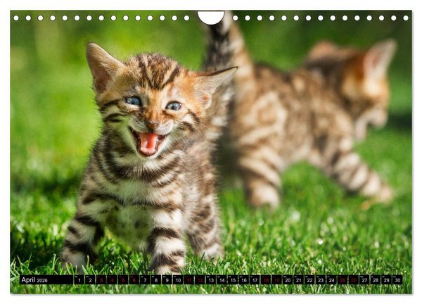 Produktbild: Bengalen Outdoor und Action (Wandkalender 2026 DIN A4 quer), CALVENDO Monatskalender