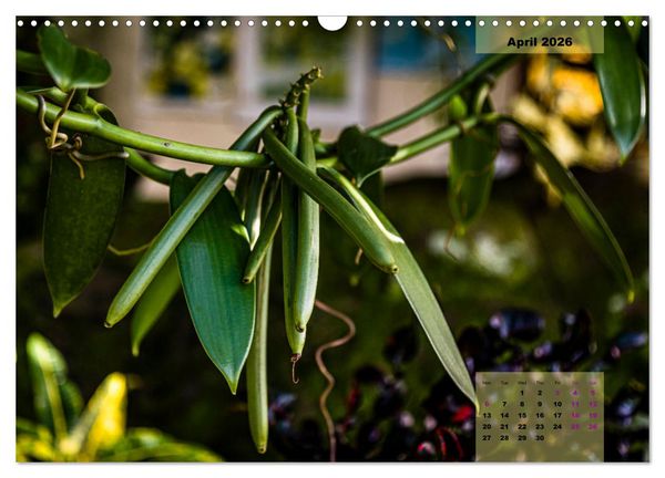 Produktbild: Fruits of Grenada (Wall Calendar 2026 DIN A3 landscape), CALVENDO 12 Month Wall Calendar