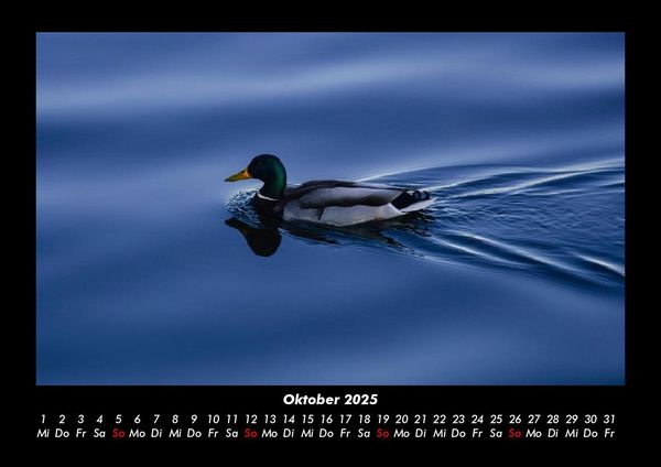 Produktbild: Enten 2025 Fotokalender DIN A3