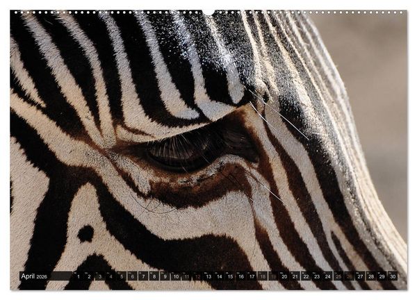 Produktbild: Wilde Tiere - Die sch&ouml;nsten Portraits (hochwertiger Premium Wandkalender 2026 DIN A2 quer), Kunstdruck in Hochglanz