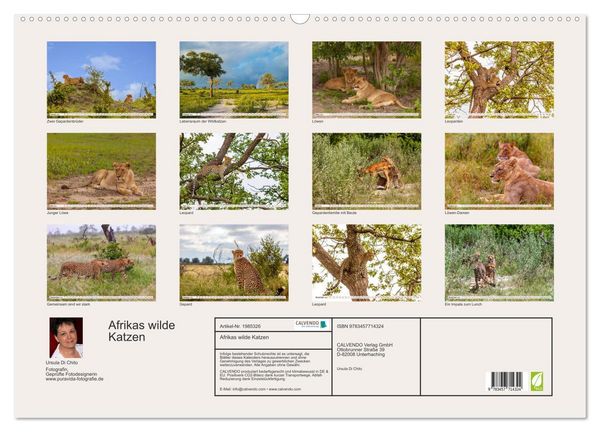 Produktbild: Afrikas wilde Katzen (Wandkalender 2026 DIN A2 quer), CALVENDO Monatskalender
