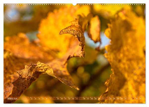 Produktbild: Ber&uuml;hrende Sch&ouml;nheit des Verg&auml;nglichen (Wandkalender 2026 DIN A2 quer), CALVENDO Monatskalender