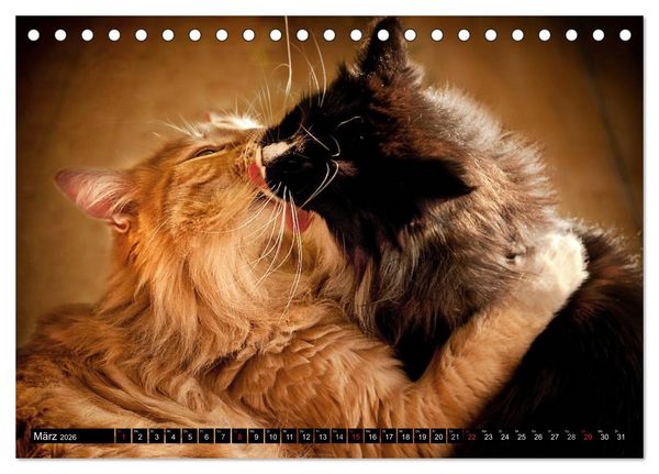 Produktbild: KATZEN Beautys (Tischkalender 2026 DIN A5 quer), CALVENDO Monatskalender