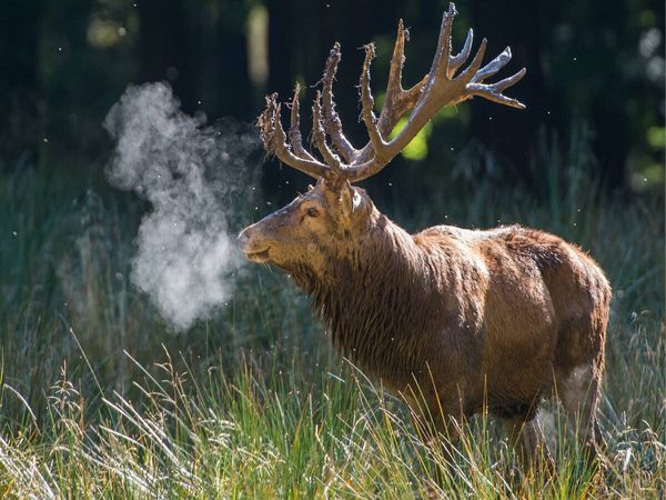 Produktbild: CALVENDO Puzzle Januar: Die Morgenk&auml;lte l&auml;sst den Atem des Platzhirschen zu hei&szlig;en Dampf werden. | 1000 Teile Lege-Gr&ouml;&szlig;e 64x48cm Foto-Puzzle f&uuml;r gl&uuml;ckliche Stunden