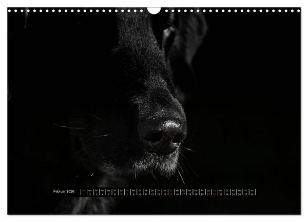 Produktbild: Flatcoated Retriever Black Edition (Wandkalender 2026 DIN A3 quer), CALVENDO Monatskalender