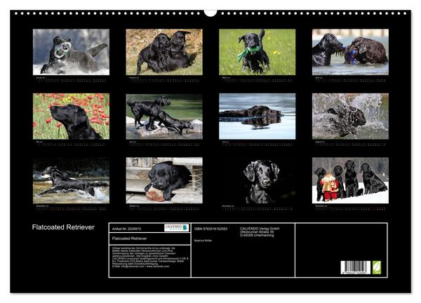Produktbild: Flatcoated Retriever (Wandkalender 2026 DIN A2 quer), CALVENDO Monatskalender