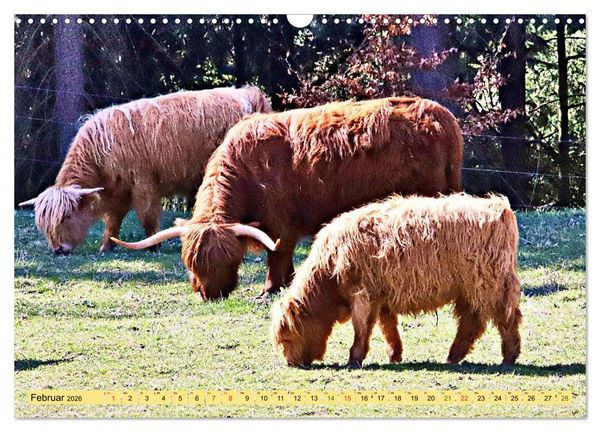 Produktbild: Highland Cattle, die Hochlandrinder aus Pfeffingen (Wandkalender 2026 DIN A3 quer), CALVENDO Monatskalender
