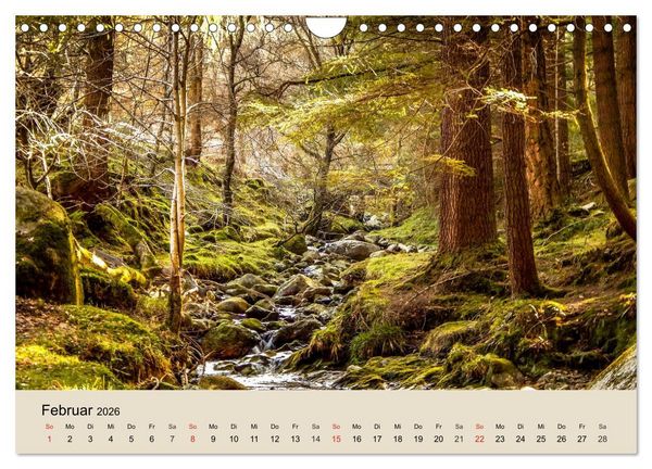 Produktbild: Der Wald. Durch zauberhafte Waldlandschaften (Wandkalender 2026 DIN A4 quer), CALVENDO Monatskalender