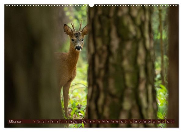 Produktbild: Zauberhafte Wesen - anmutiges Rehwild (Wandkalender 2026 DIN A2 quer), CALVENDO Monatskalender