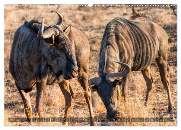 Produktbild: S&uuml;dafrika - Die Tierwelt (Wandkalender 2026 DIN A2 quer), CALVENDO Monatskalender
