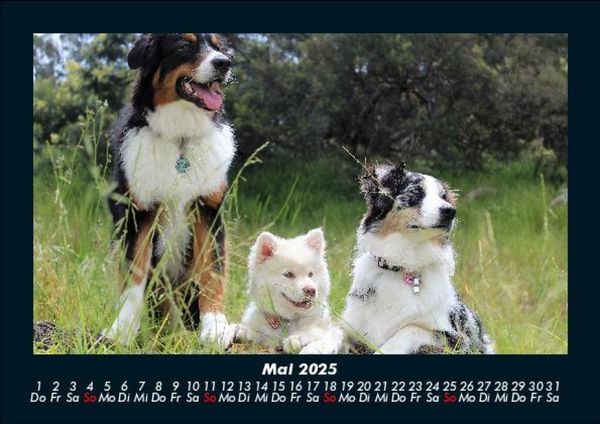 Produktbild: Hundezauber 2025 Fotokalender DIN A5