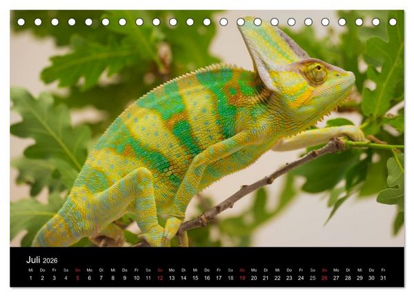 Produktbild: Reptilien & Co. (Tischkalender 2026 DIN A5 quer), CALVENDO Monatskalender