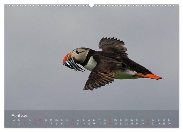 Produktbild: Nordatlantische Seev&ouml;gel (Wandkalender 2026 DIN A2 quer), CALVENDO Monatskalender