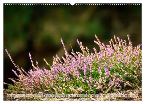 Produktbild: L&uuml;neburger S&uuml;dheide (hochwertiger Premium Wandkalender 2026 DIN A2 quer), Kunstdruck in Hochglanz