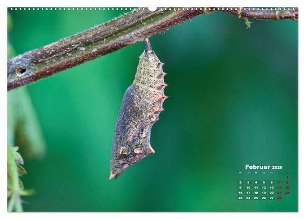 Produktbild: GEOclick Lernkalender: Portr&auml;ts einheimischer Schmetterlinge (hochwertiger Premium Wandkalender 2026 DIN A2 quer), Kunstdruck in Hochglanz