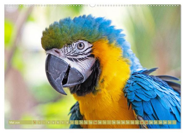 Produktbild: Farbenfrohe Papageien (Wandkalender 2026 DIN A2 quer), CALVENDO Monatskalender