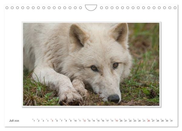 Produktbild: Emotionale Momente: Polarw&ouml;lfe. / CH-Version (Wandkalender 2026 DIN A4 quer), CALVENDO Monatskalender
